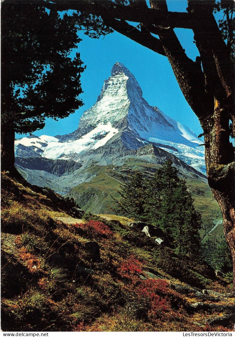 SUISSE - Zermatt - Bergarven Auf Riffelalp - Matterhorn 4478 M.Mt.Cervin - Colorisé - Carte Postale - Zermatt