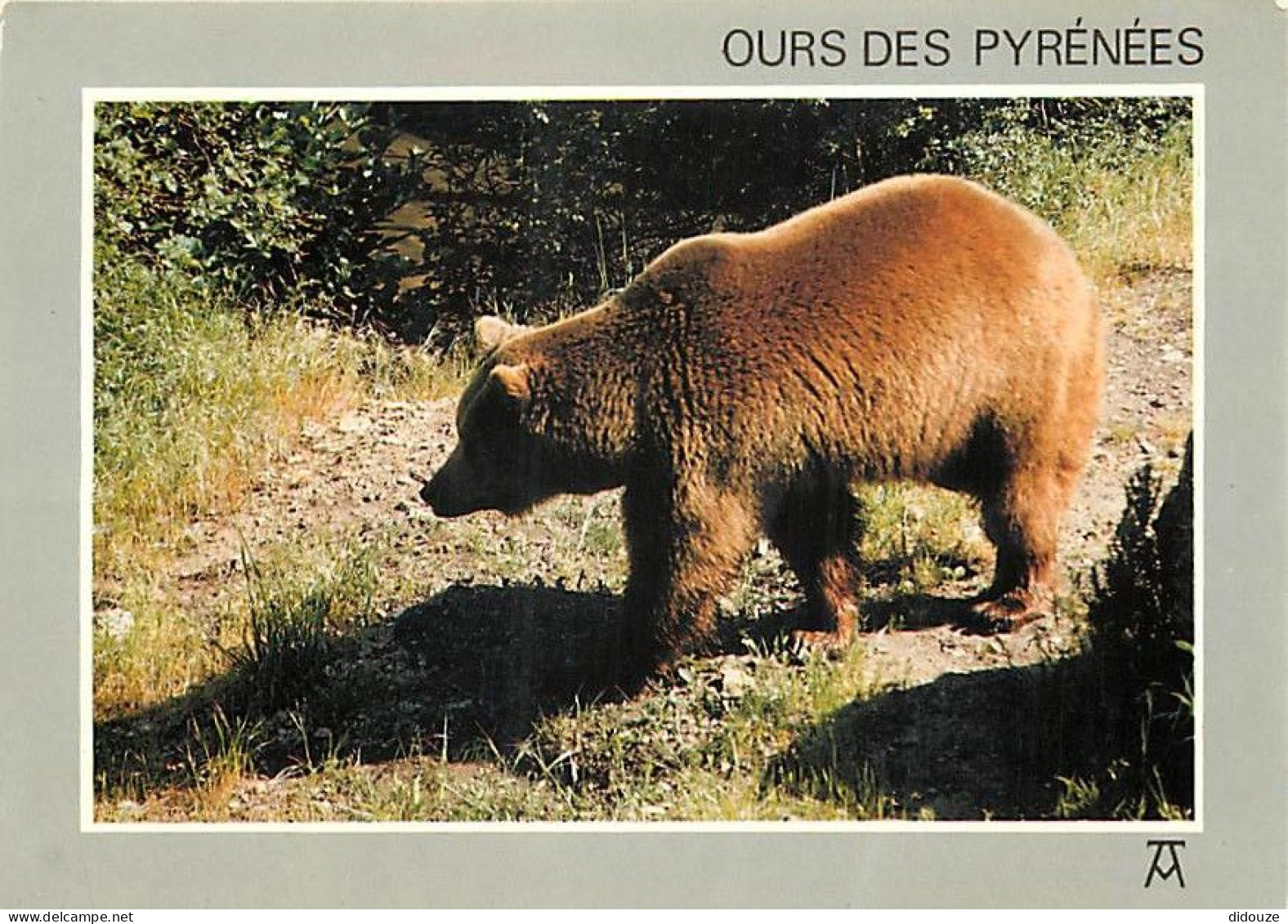 Animaux - Ours - Ours Des Pyrénées - Bear - CPM - Carte Neuve - Voir Scans Recto-Verso - Bears