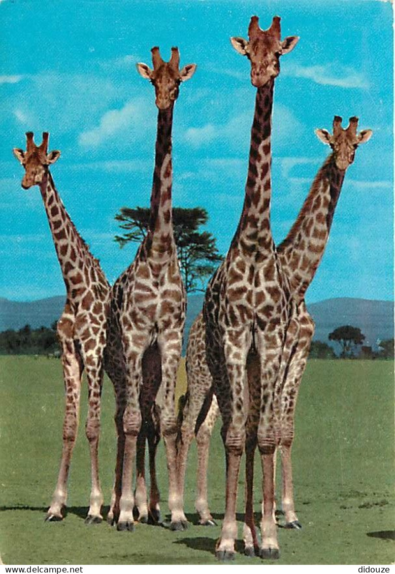 Animaux - Girafes - East Africa - African Wildlife - Giraffes - Voir Timbre De Uganda - CPM - Voir Scans Recto-Verso - Jirafas