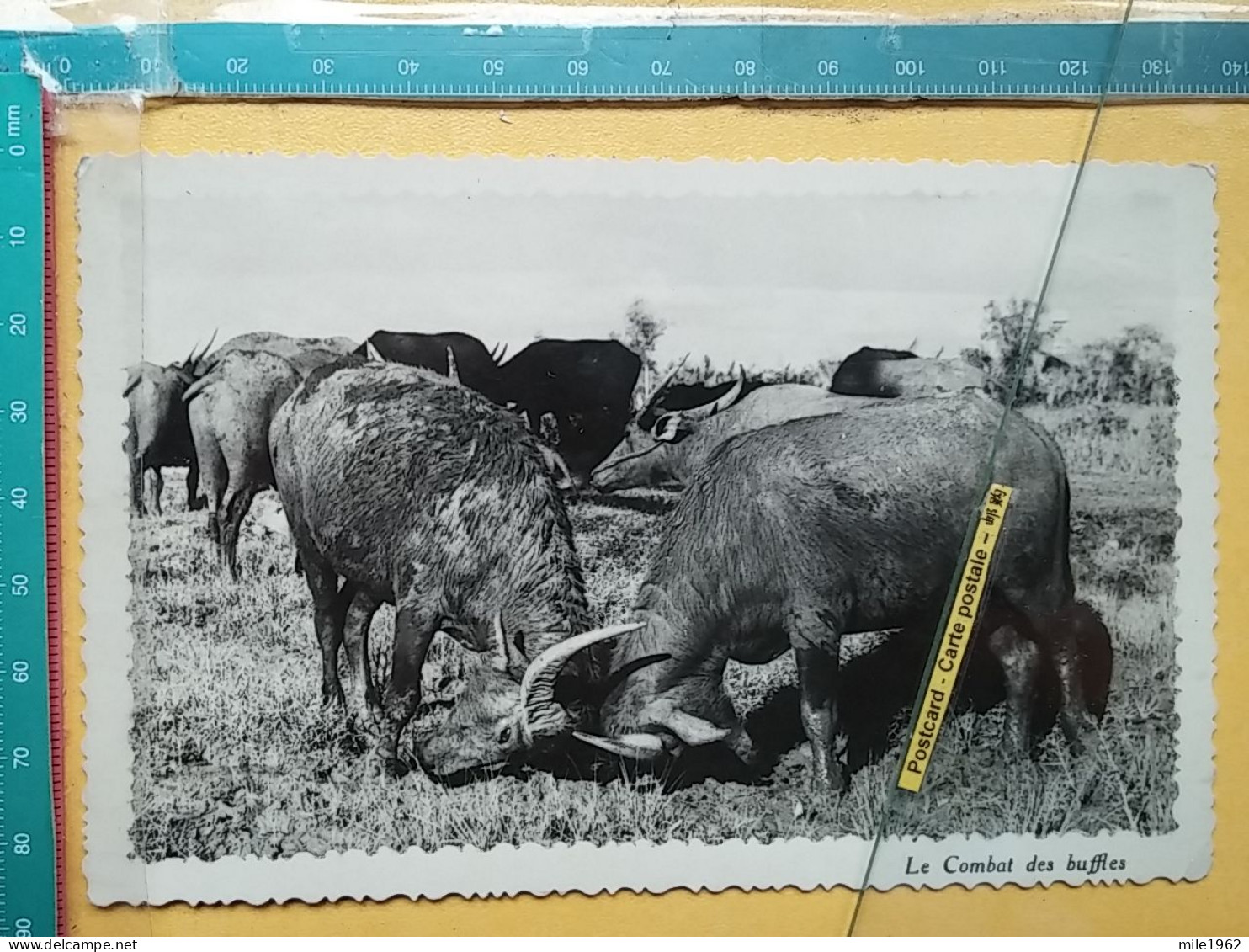 KOV 506-31 - BULL, TAUREAU, BUFFLES - Toros