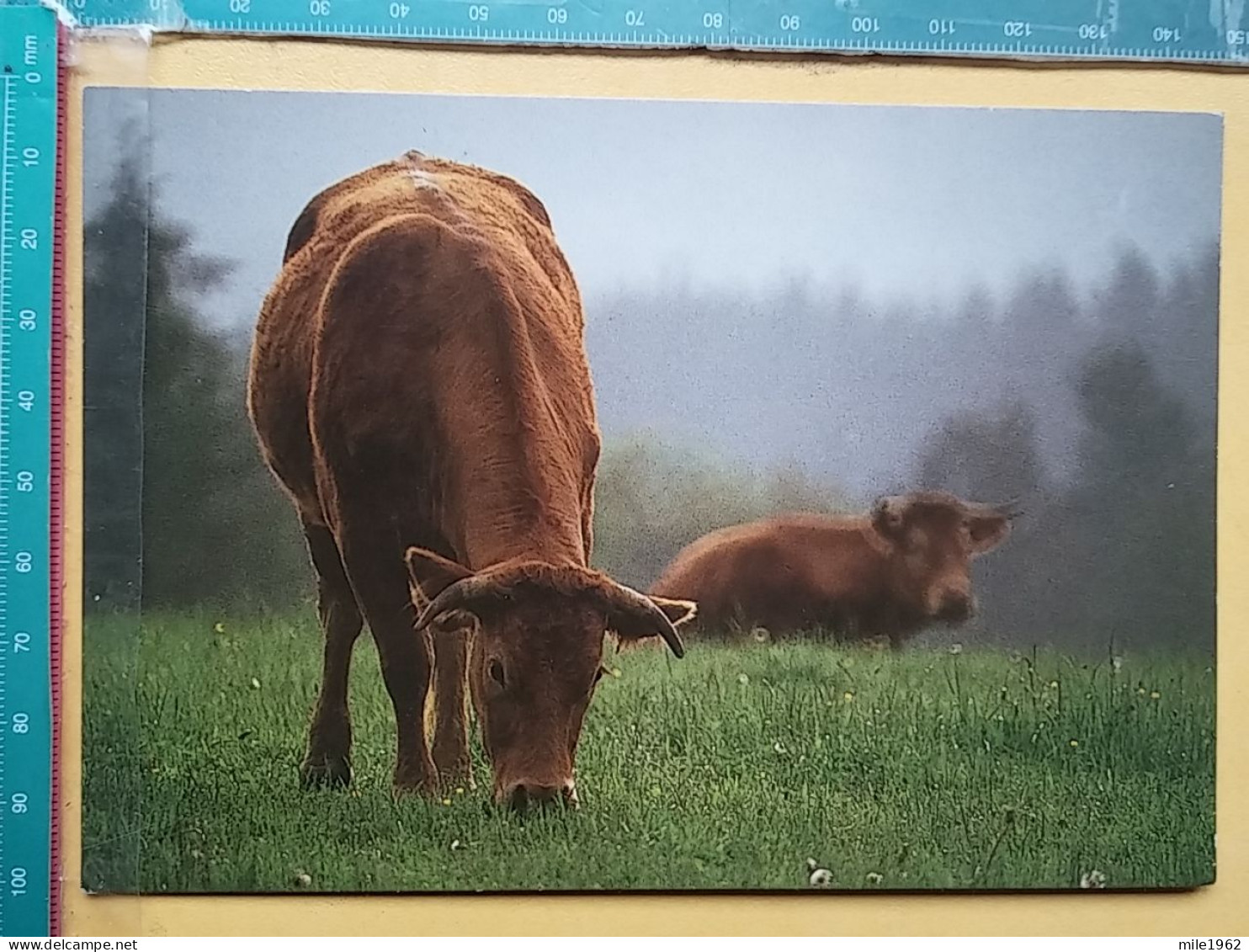 KOV 506-31 - COW, VACHE  - Cows