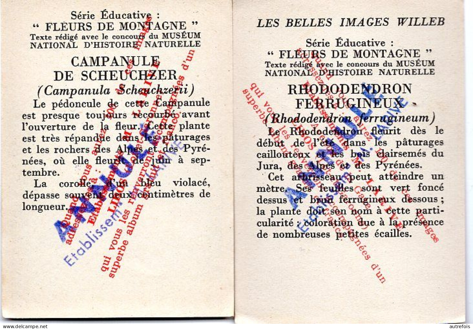 FLEURS DE MONTAGNE CAMPANULE RHODODENDRON    2 CHROMO  PUB DEJEUNER PAINSADOZ ET FLAN LUMINOR - ETS M LARIVE LIBOS 47 - Sonstige & Ohne Zuordnung