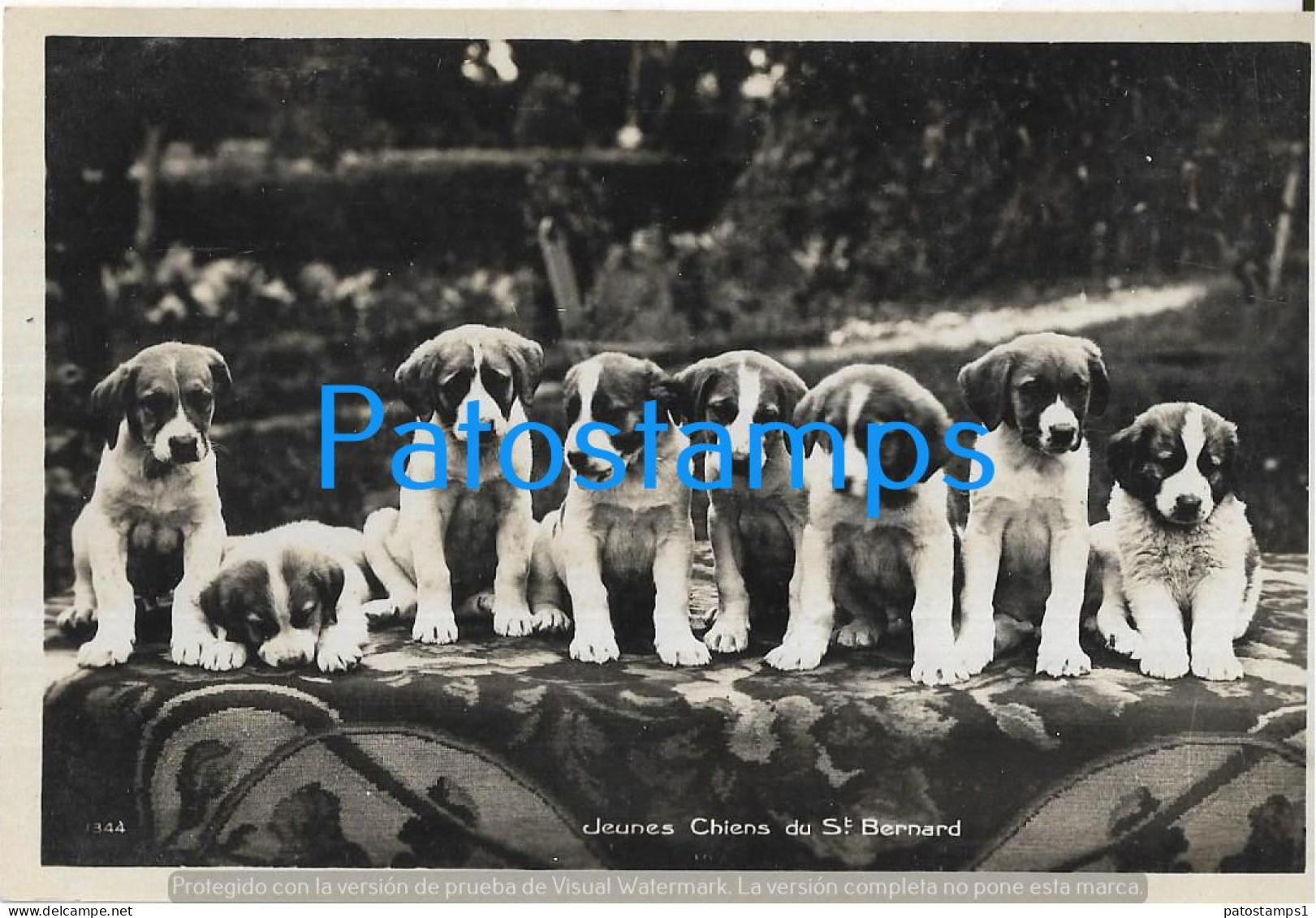 228932 SWITZERLAND ST BERNARD THE VERY DOG POSTAL POSTCARD - Sonstige & Ohne Zuordnung