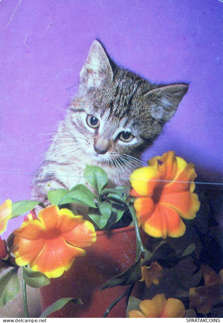 KATZE MIEZEKATZE Tier Vintage Ansichtskarte Postkarte CPSM #PAM080.A - Gatos