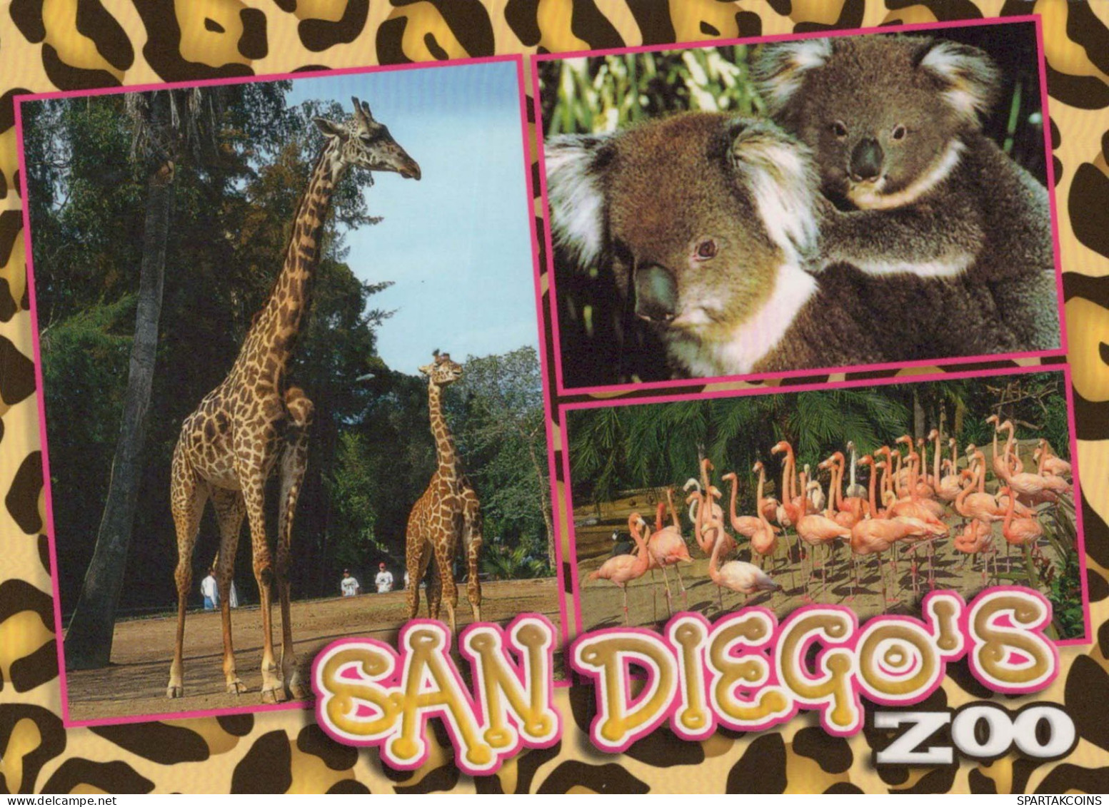 GIRAFFE Animals Vintage Postcard CPSM #PBS945.A - Girafes