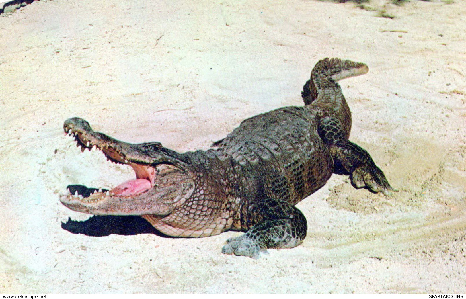 CROCODILE Vintage Postcard CPSMPF #PKG979.A - Sonstige & Ohne Zuordnung