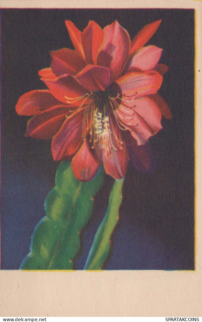 FLEURS Vintage Carte Postale CPSMPF #PKG012.A - Flowers