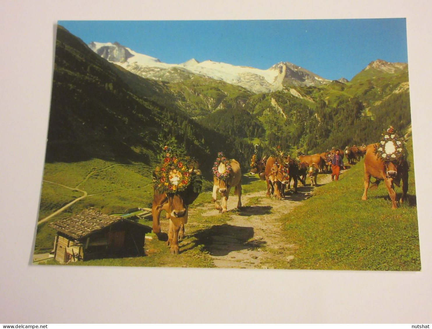 CP CARTE POSTALE AUTRICHE TYROL GLACIER HINTERTUX DESCENTE Des VACHES - Ecrite - Sonstige & Ohne Zuordnung