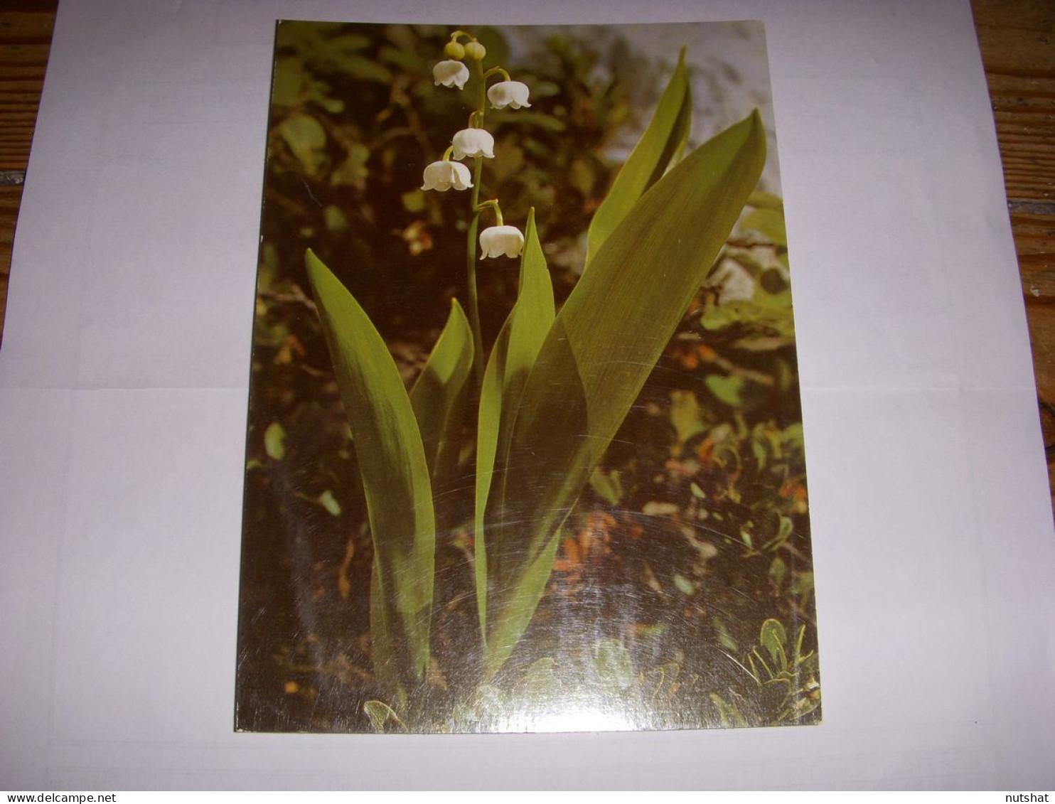 CP CARTE POSTALE 1er MAI MUGUET PORTE BONHEUR - ECRITE En 1981 - Sonstige & Ohne Zuordnung