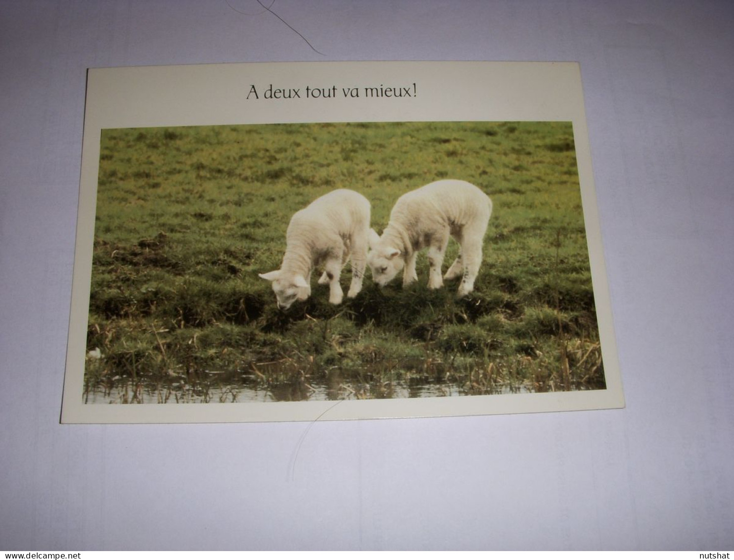 CP CARTE POSTALE MESSAGE AGNEAUX A Deux Tout Va Mieux ! ECRITE - Other & Unclassified