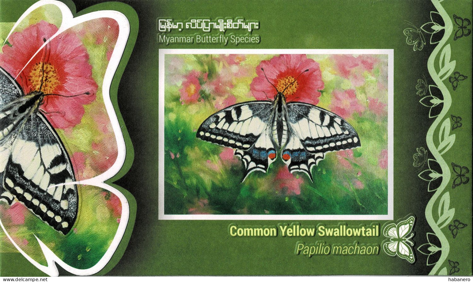 MYANMAR 2024 COMMON YELLOW SWALLOWTAIL BUTTERFLY PRESENTATION FOLDER - Farfalle