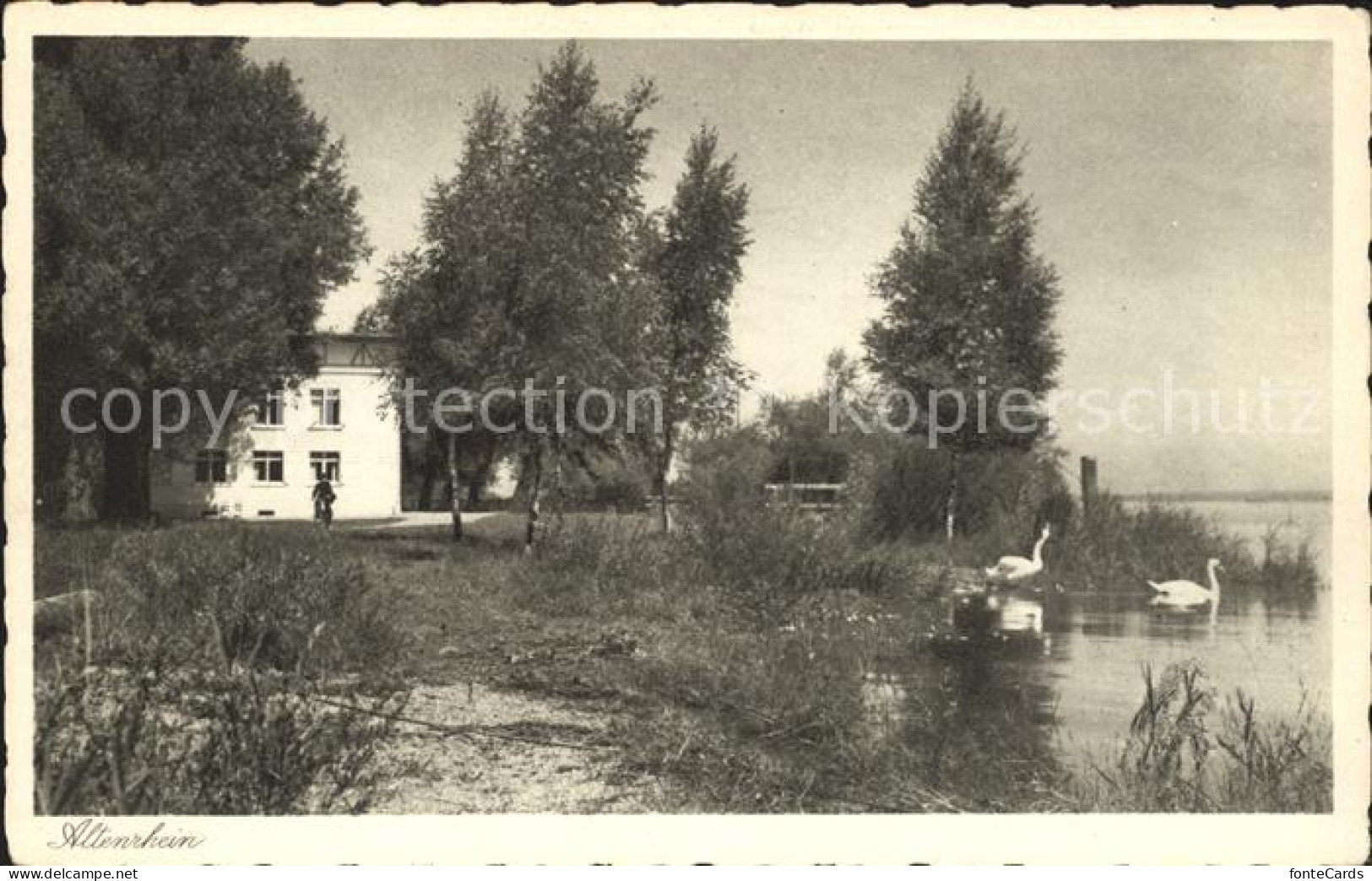 11837036 Altenrhein Schwanenteich Schwaene Altenrhein - Sonstige & Ohne Zuordnung