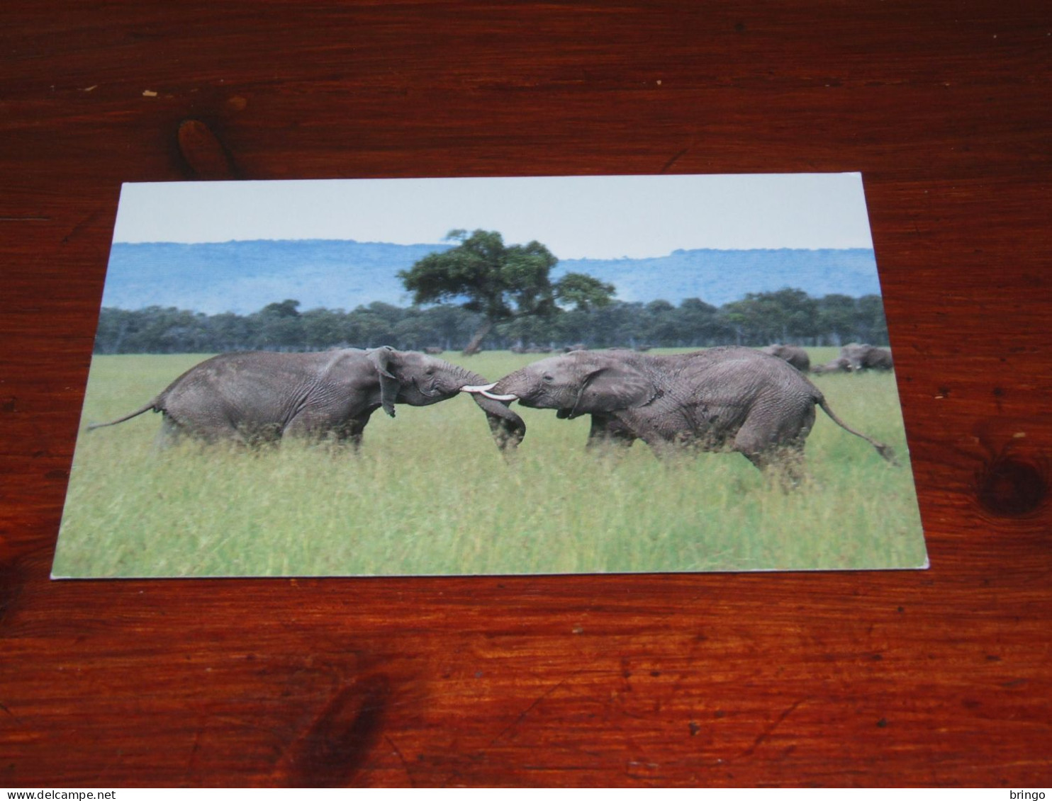 75694-       OLIFANTEN / ELEPHANTS, DIEREN / ANIMALS / TIERE / ANIMAUX / ANIMALES - Elephants