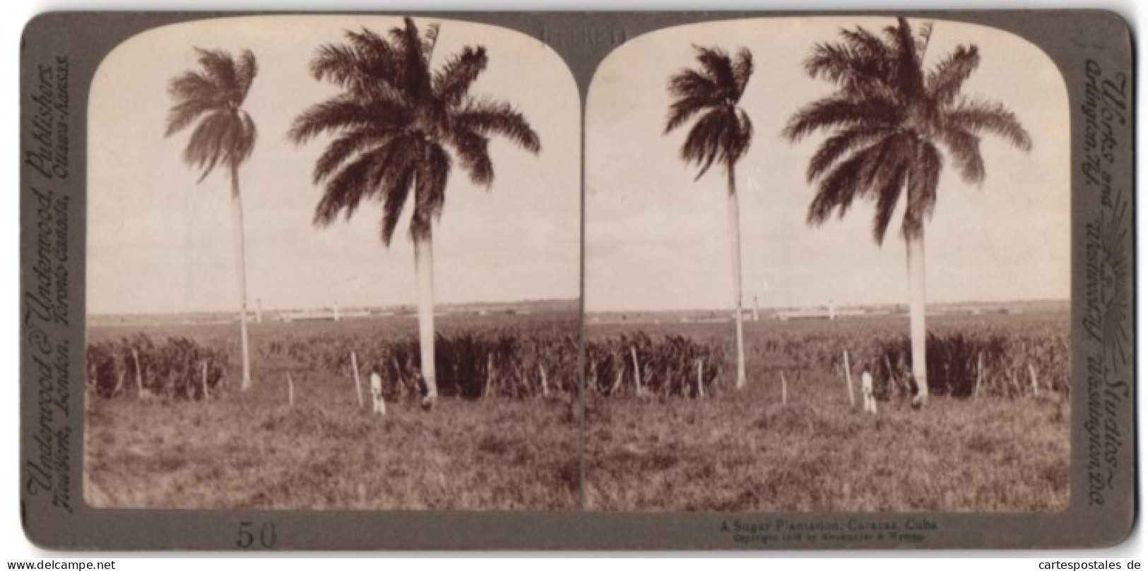 Stereo-Fotografie Underwood & Underwood, New York, Ansicht Caracas / Kuba, Zuckerrohr-Plantage  - Stereoscopic