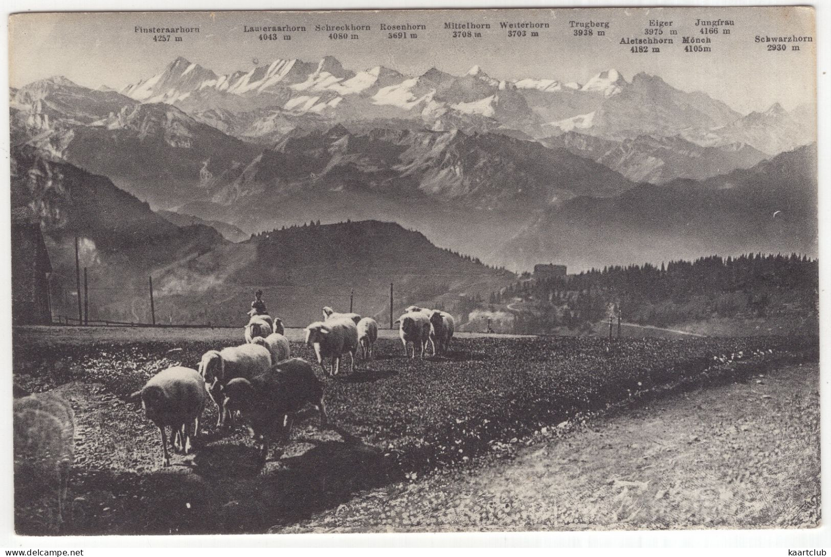 M 8588  Rigi-Kulm (1800 M) - Schafweide Und Die Berner-Hochalpen - (Schweiz/Suisse/Switzerland) - Sheep/Mouton/Schäfe - Andere & Zonder Classificatie