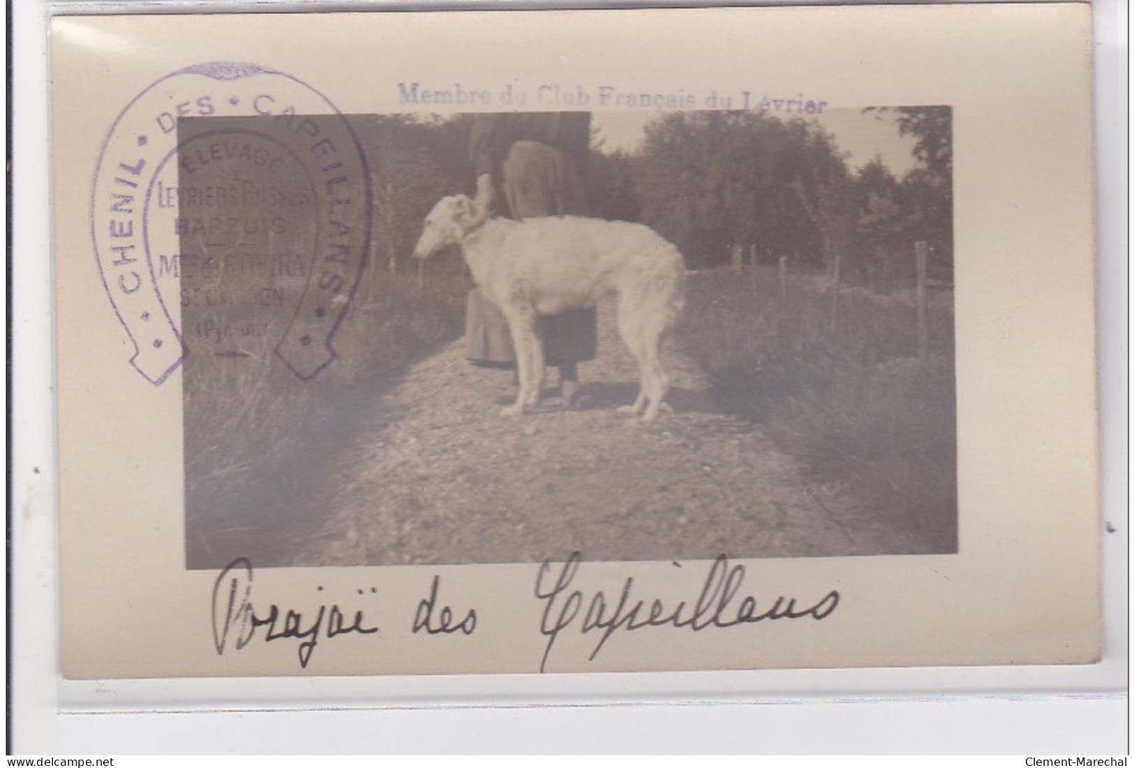 St-CYPRIEN : Carte Photo Chenil Du Domaine Des Capeillans Dressage Chiens Domaine Des Capeillans - Très Bon état - Saint Cyprien