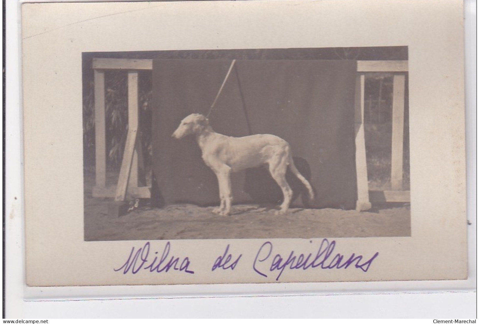 St-CYPRIEN : Carte Photo Chenil Du Domaine Des Capeillans Dressage Chiens Domaine Des Capeillans - Très Bon état - Saint Cyprien