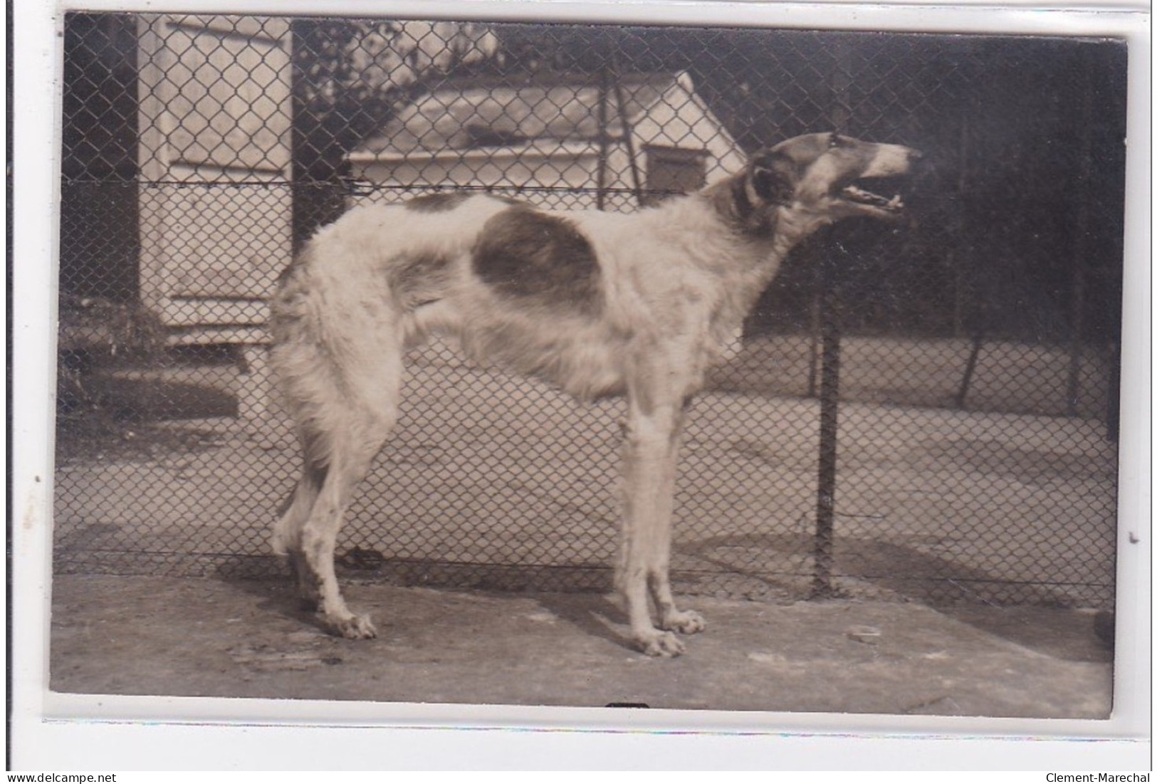 St-CYPRIEN : Carte Photo Chenil Du Domaine Des Capeillans Dressage Chiens Domaine Des Capeillans - Très Bon état - Saint Cyprien