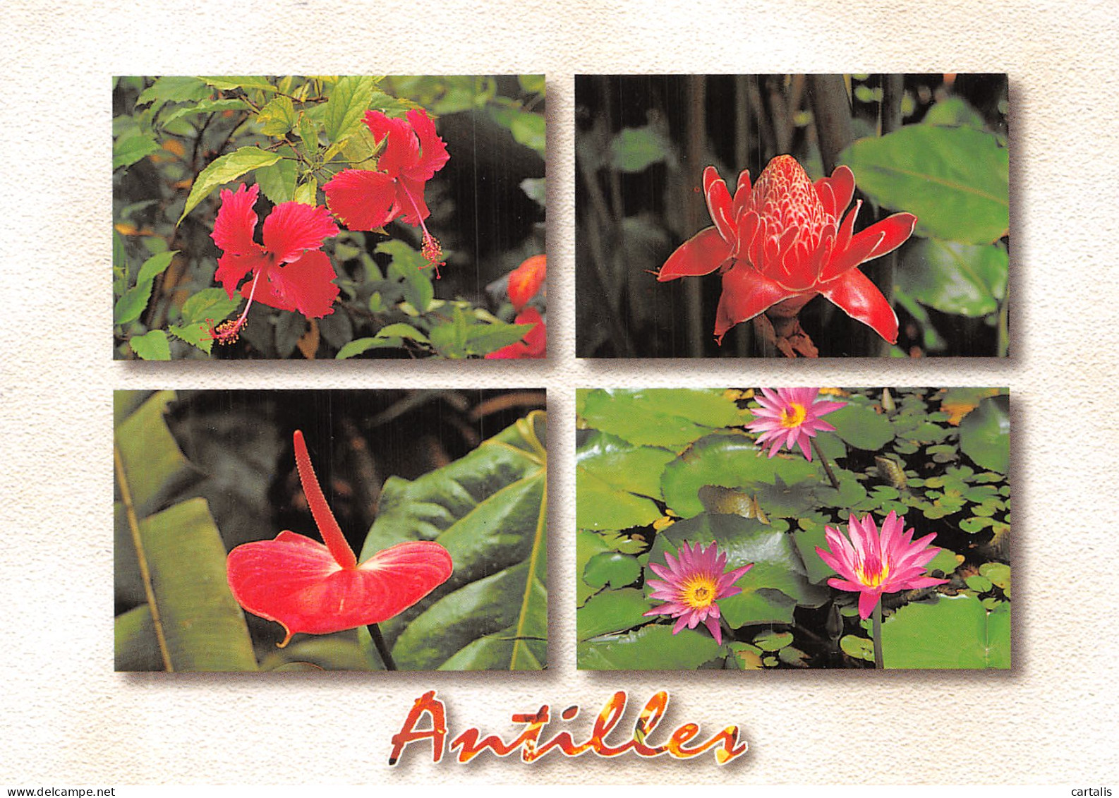 972-MARTINIQUE FLEURS TROPICALES-N°4204-C/0027 - Autres & Non Classés