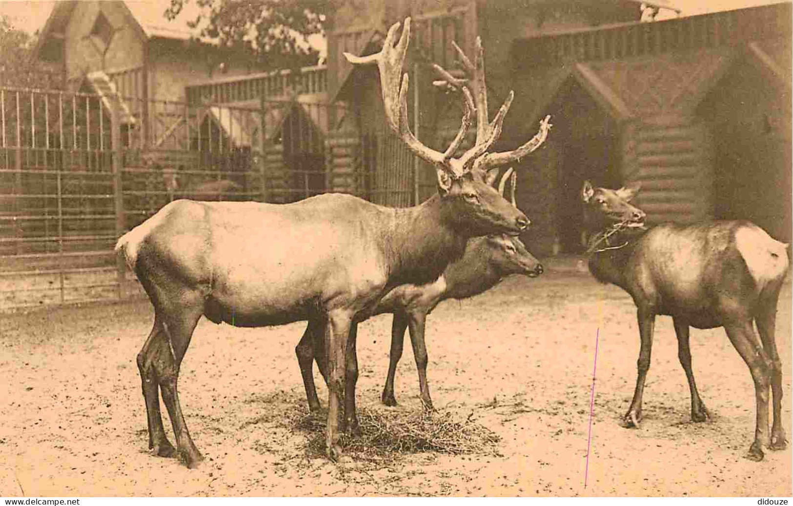 Animaux - Cervidés - Belgique - Belgium - Anvers - Antwerpen - Jardin Zoologique - Cerfs Wapiti - Zoo - CPA - Carte Neuv - Sonstige & Ohne Zuordnung