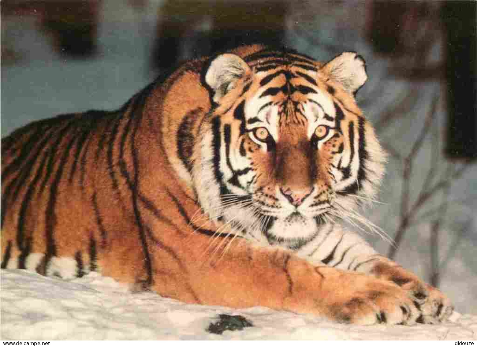 Animaux - Fauves - Tigre - Tigre De Sibérie - Carte WWF - CPM - Voir Scans Recto-Verso - Tigres