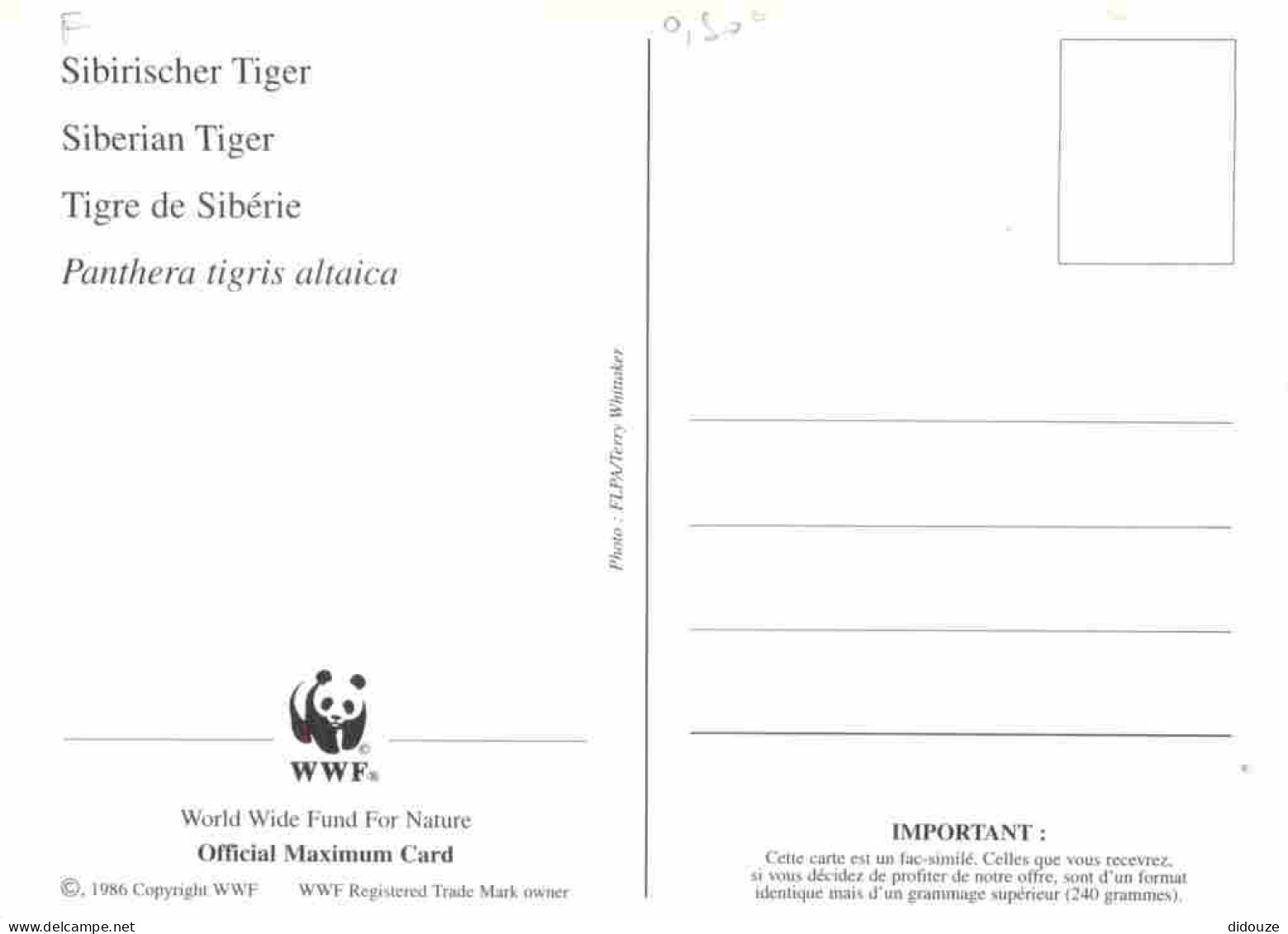 Animaux - Fauves - Tigre - Tigre De Sibérie - Carte WWF - CPM - Voir Scans Recto-Verso - Tigres