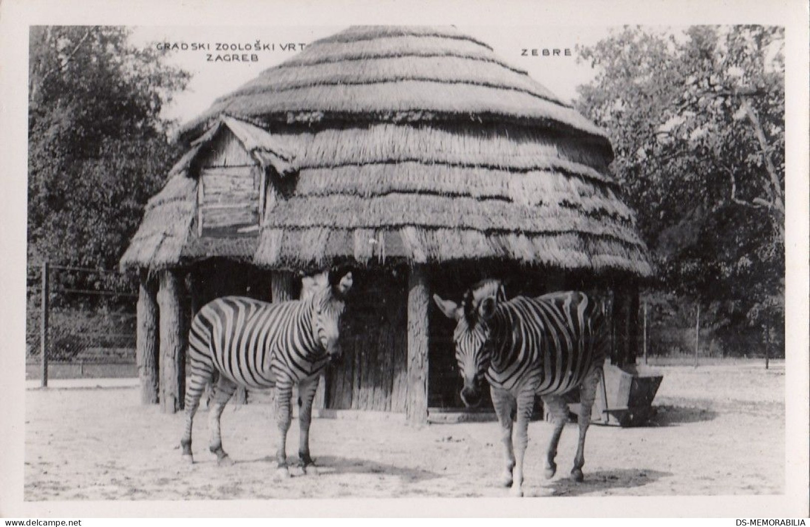 Zagreb - City Zoo , Zebra Ca.1930 - Kroatië