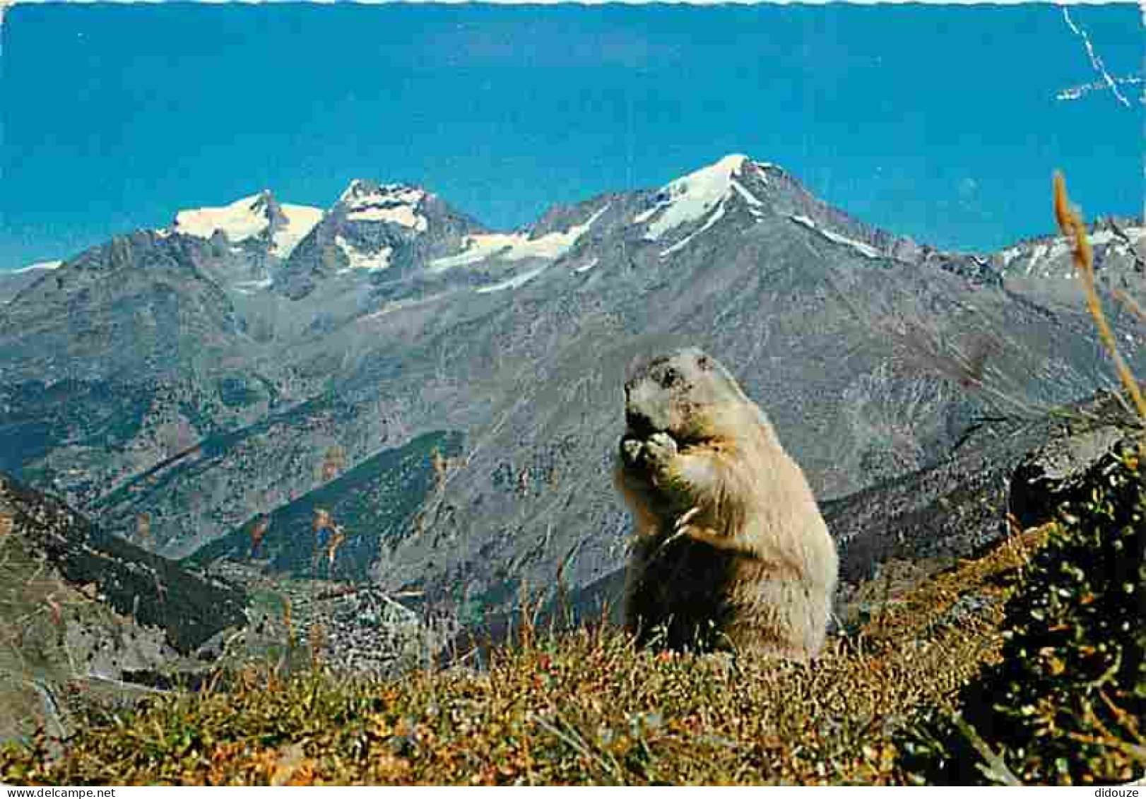 Animaux - Marmottes - CPM - Voir Scans Recto-Verso - Other & Unclassified