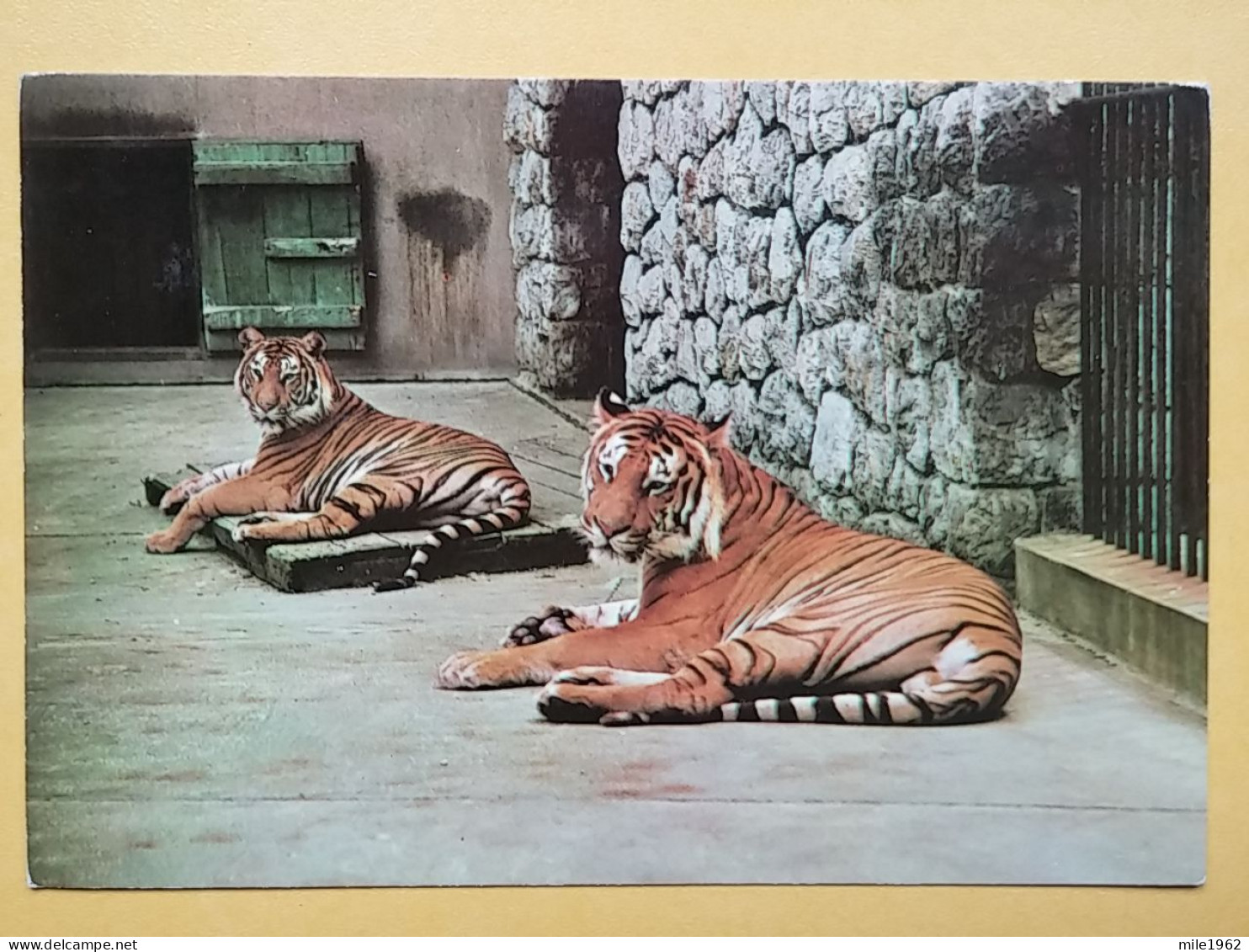 KOV 506-38 - TIGER, TIGRE, ZOO GARDEN ZAGREB, JARDIN ZOOLOGIQUE - Tigres