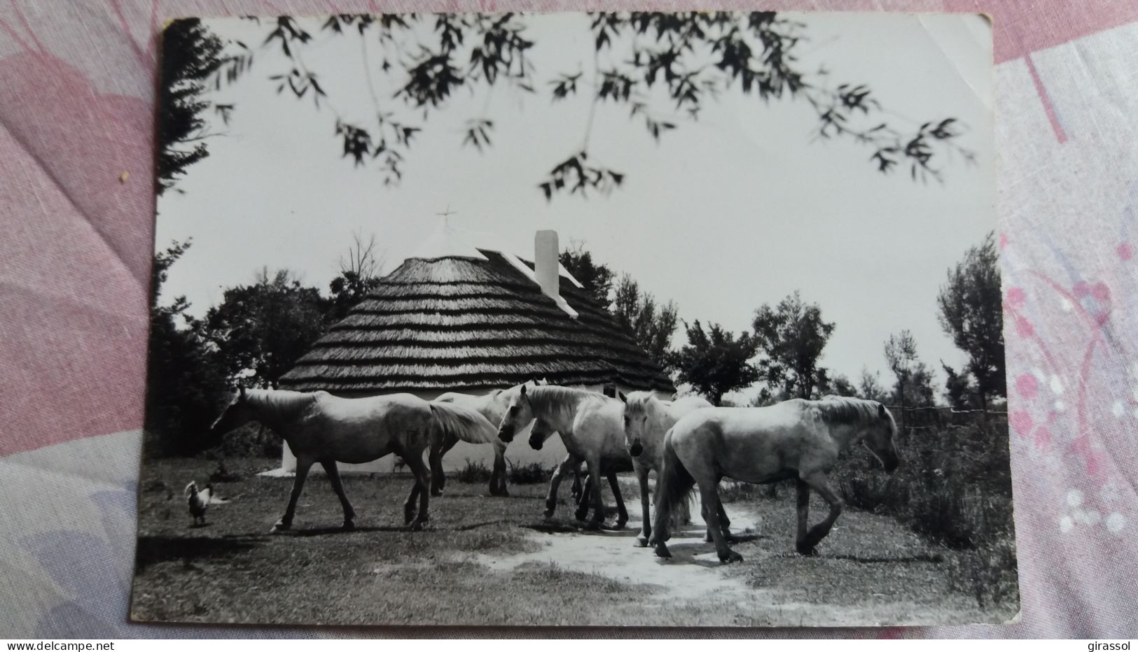 CPSM CHEVAUX DE CAMARGUE ED PHOTO GEORGE ARLES 1965 - Pferde