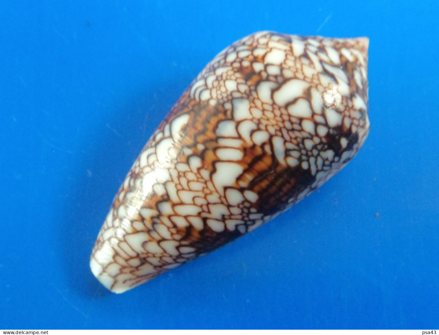 Conus Euetrios Madagascar (Fort Dauphin) 53,5mm GEM N6 - Schelpen