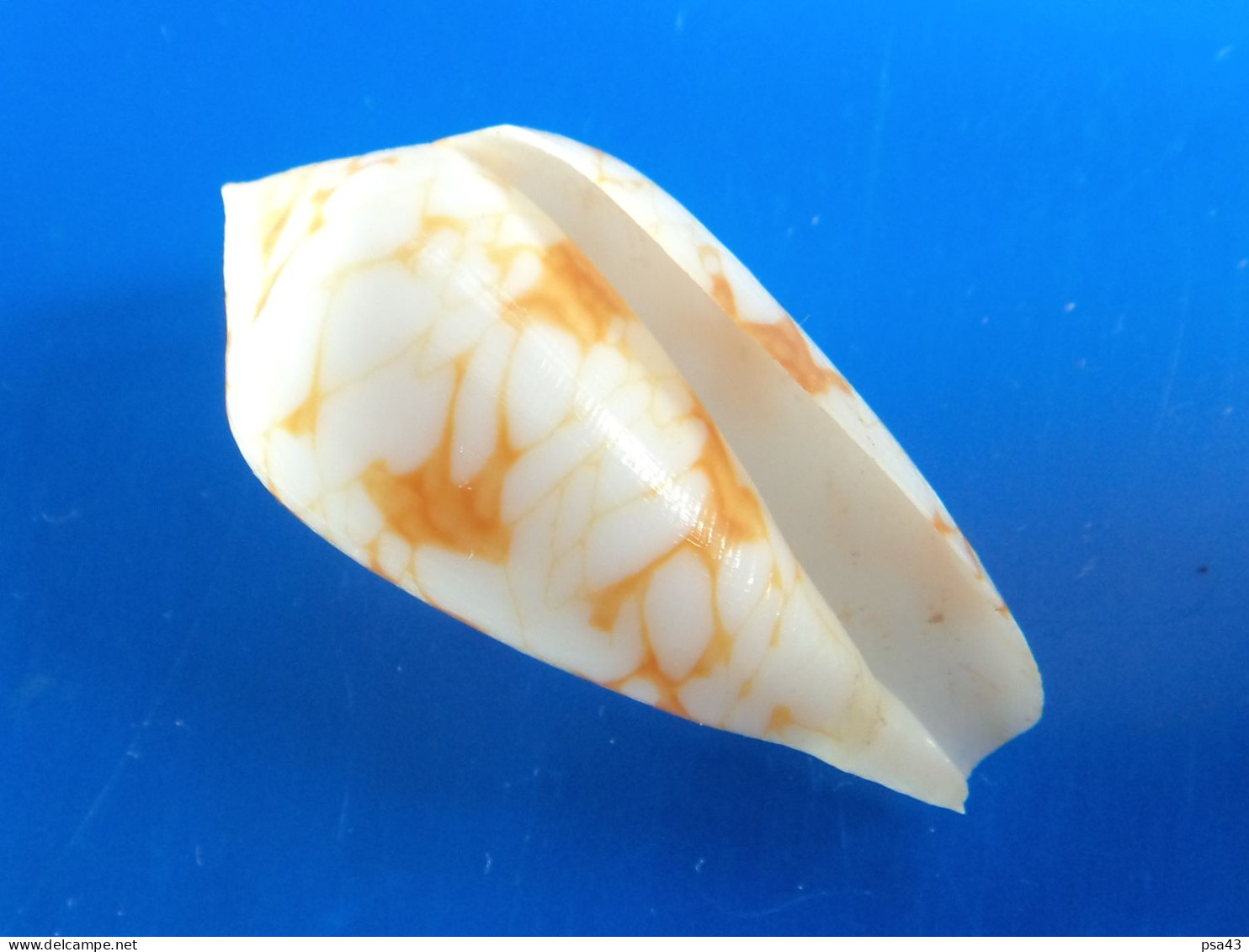 Conus Sirventi Madagascar (Beheloka) 42mm F+++/GEM N6 - Coquillages