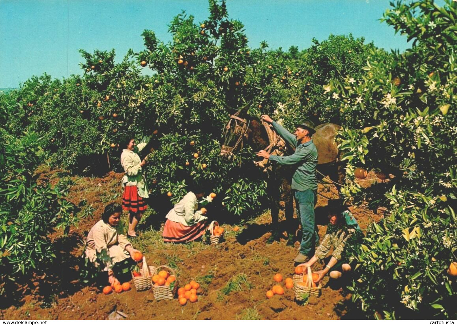 SILVES, Algarve - Quinta Da Pomona, Apanha Da Laranja, Costumes  (2 Scans) - Faro