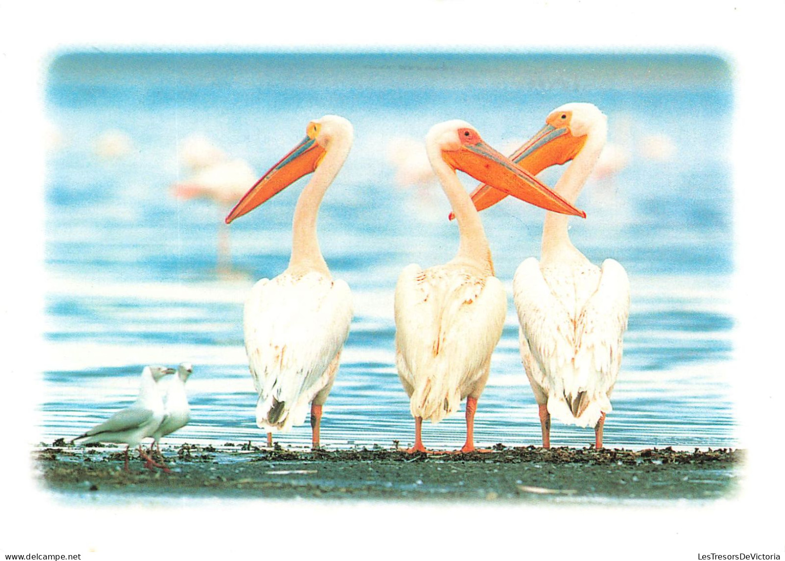 ANIMAUX - Oiseaux - Trois Fiers Pélicans - La Mer - Carte Postale - Vogels