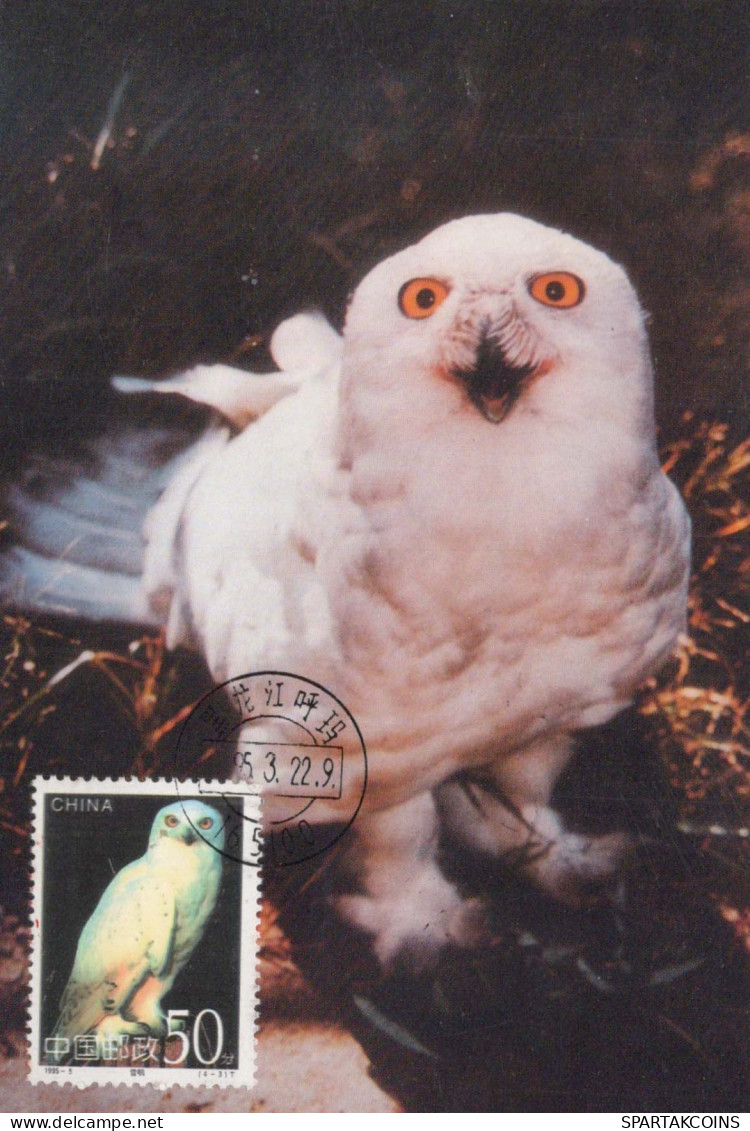 VOGEL Tier Vintage Ansichtskarte Postkarte CPSM #PBR493.A - Birds