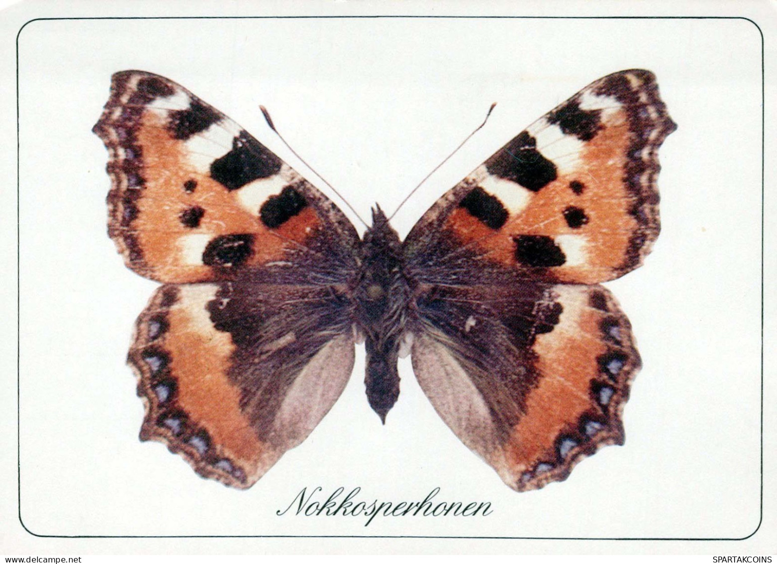 SCHMETTERLINGE Tier Vintage Ansichtskarte Postkarte CPSM #PBS419.A - Papillons