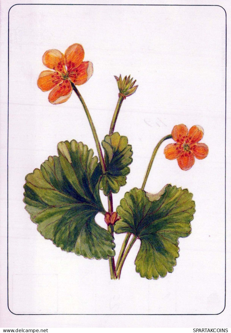 FLOWERS Vintage Postcard CPSM #PAR502.GB - Blumen