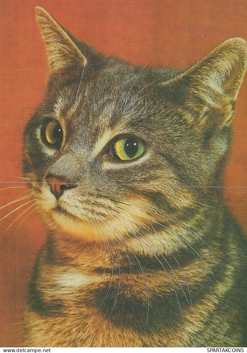 GATTO KITTY Animale Vintage Cartolina CPSM Unposted #PAM187.IT - Chats