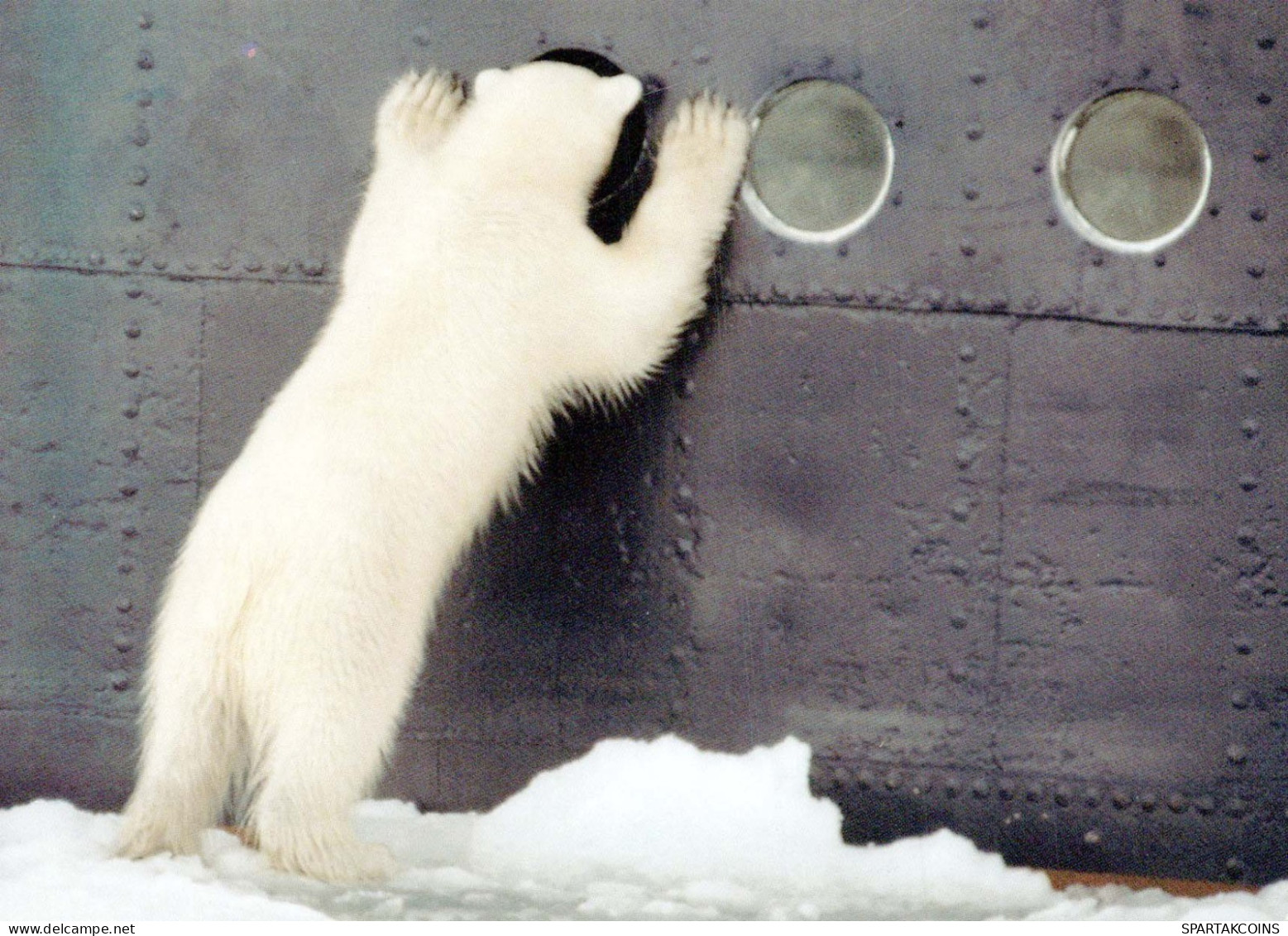 OURS Animaux Vintage Carte Postale CPSM #PBS106.FR - Bears