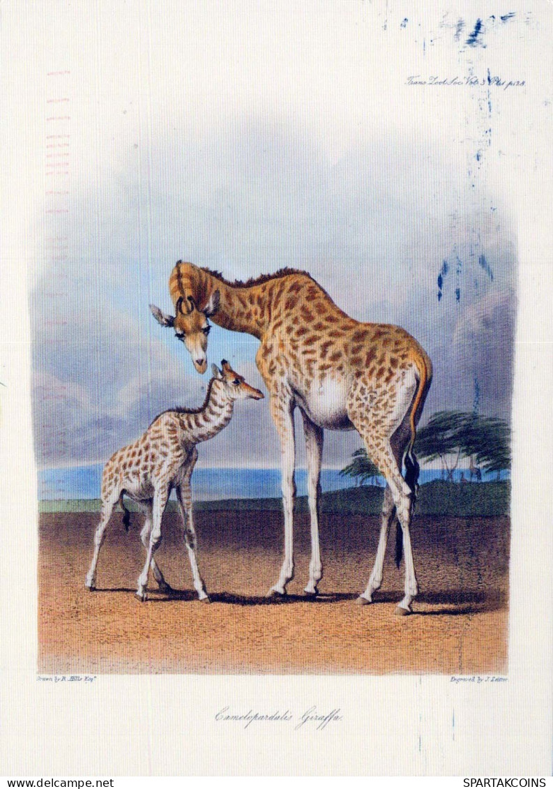 GIRAFFE Animale Vintage Cartolina CPSM #PBS946.IT - Girafes