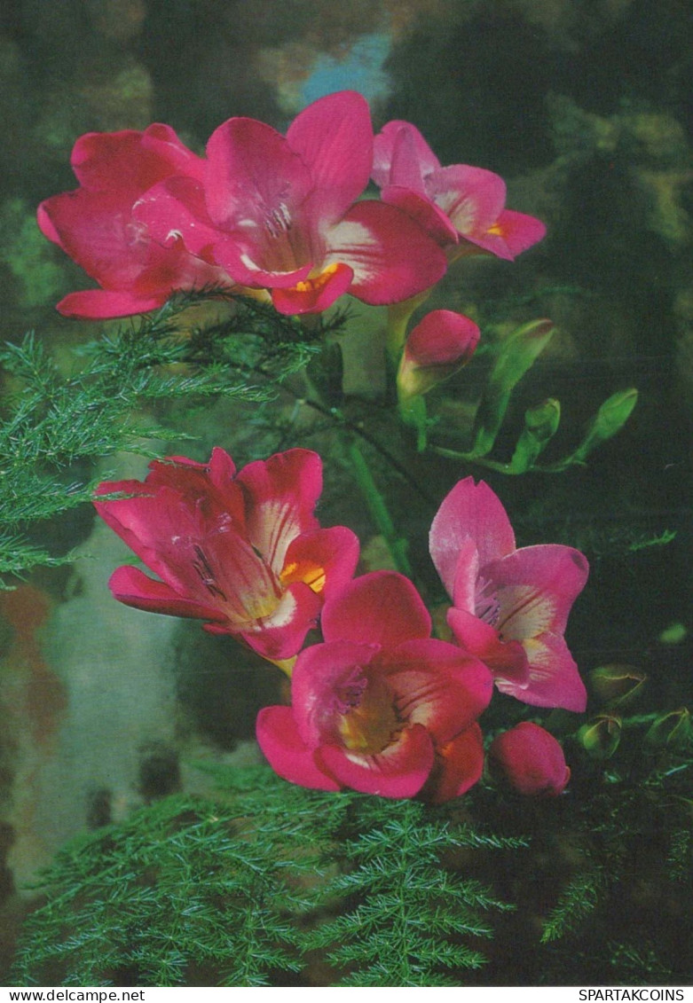 FLOWERS Vintage Ansichtskarte Postkarte CPSM #PAR565.DE - Fleurs