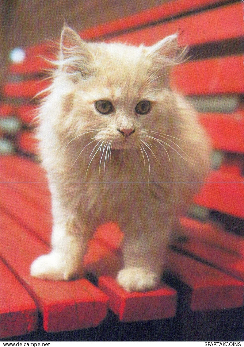 KATZE MIEZEKATZE Tier Vintage Ansichtskarte Postkarte CPSM #PAM125.DE - Katzen