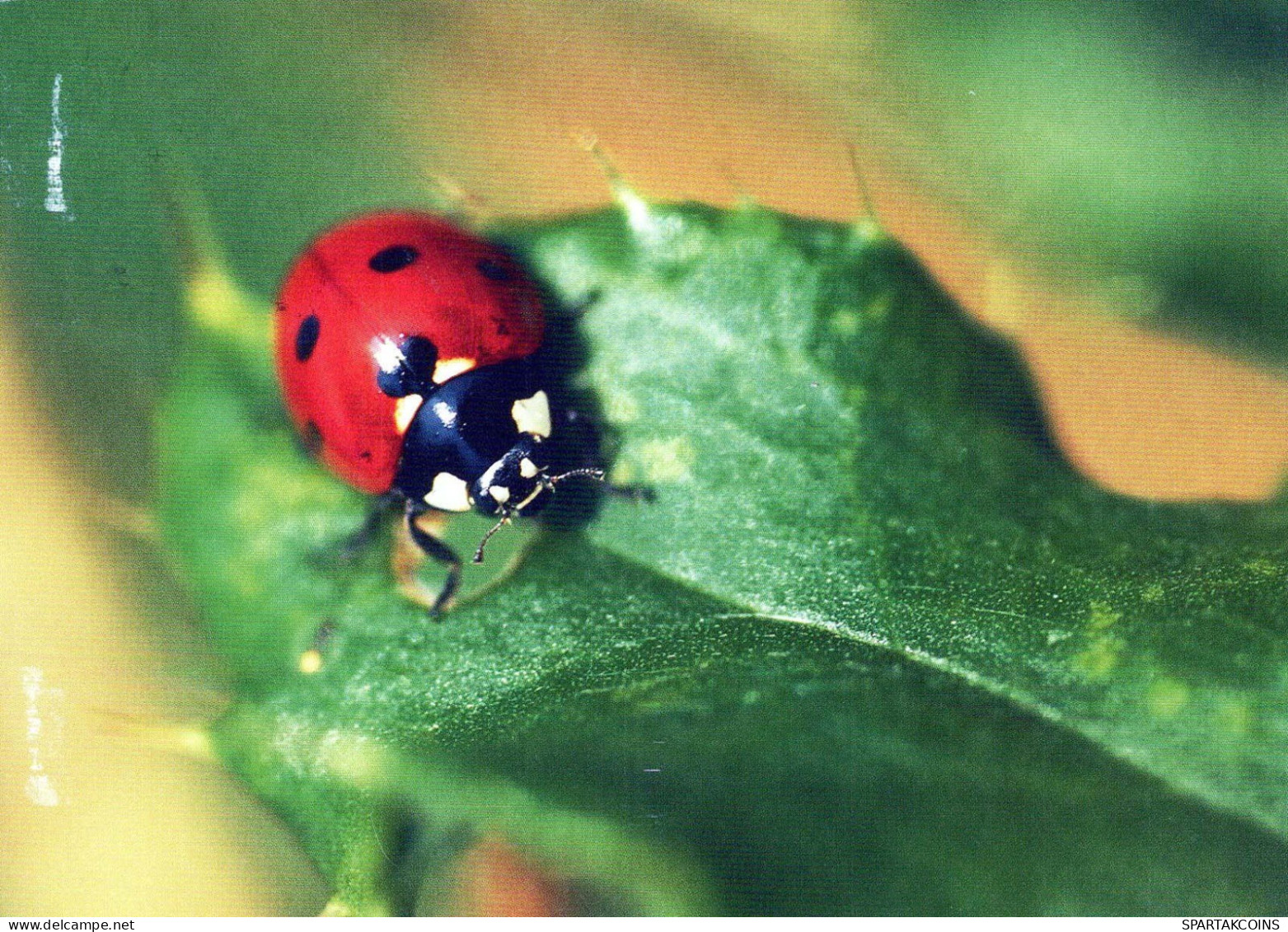 INSECTOS Animales Vintage Tarjeta Postal CPSM #PBS479.ES - Insectos