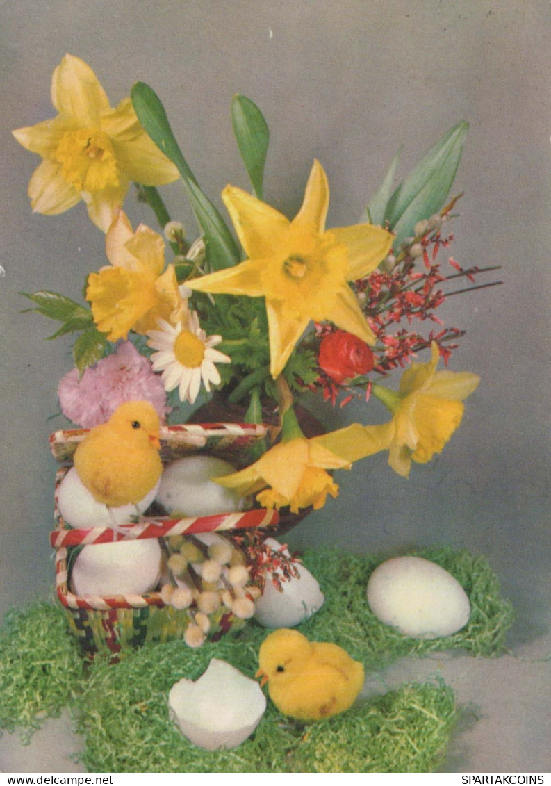 PASCUA POLLO HUEVO Vintage Tarjeta Postal CPSM #PBP057.ES - Easter