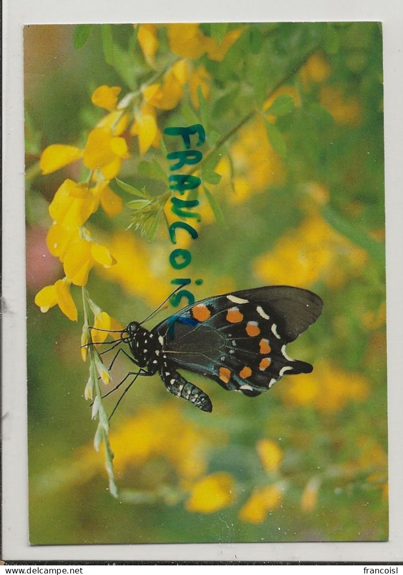 Le Jardin Des Papillons. Battus Philenor. U.S.A.. Photo : Mathieu De Goulaine. Editions MAGE - Papillons