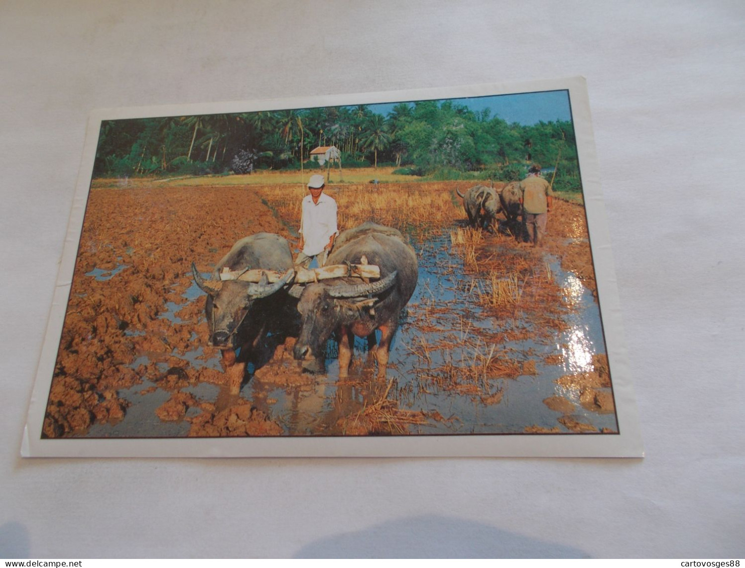 NHA TRANG KHANH HOA  ( VIET NAM )  CONG VIEC DONG ANG THE PLOUGH TAIL ATTELAGES BOEUFS DANS LES CHAMPS ANIMEES - Vietnam