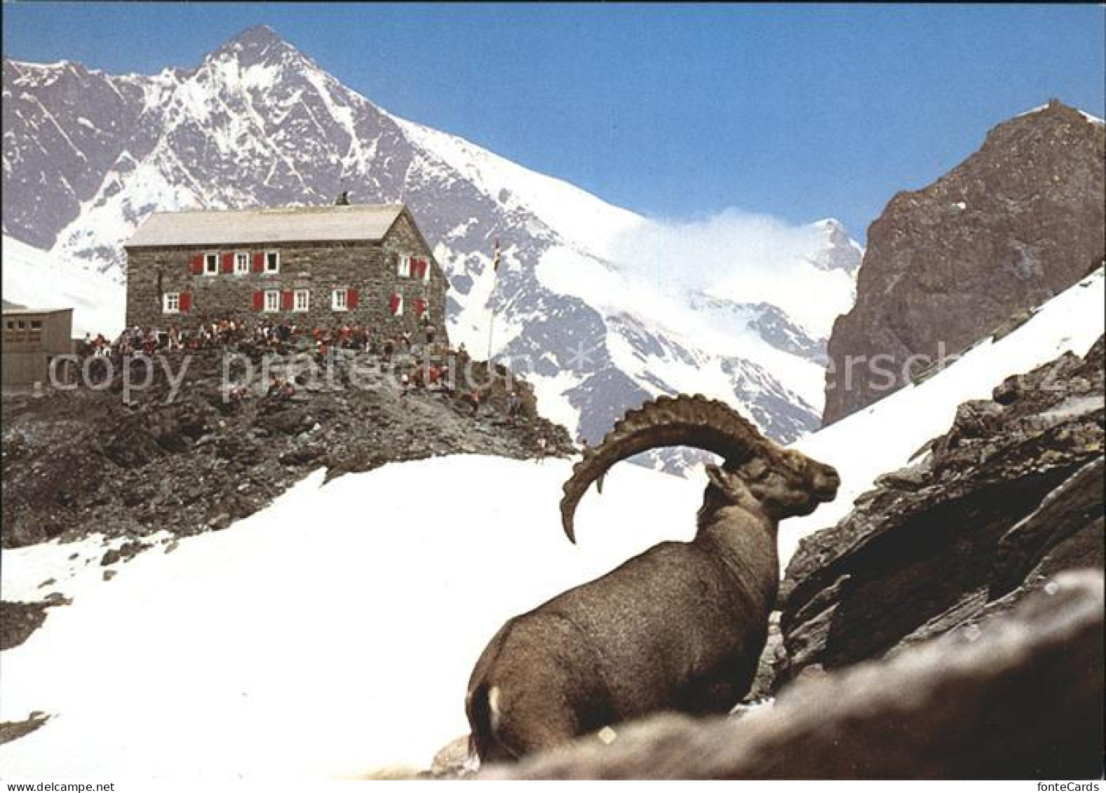 11971389 Britanniahuette Steinbock Lenzspitze Saas Fee - Other & Unclassified