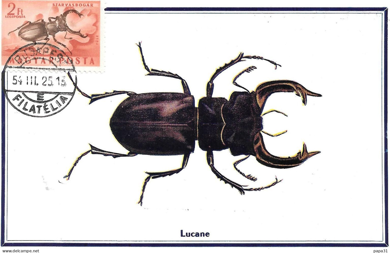 Lucane Avec Le Timbre - Insectos