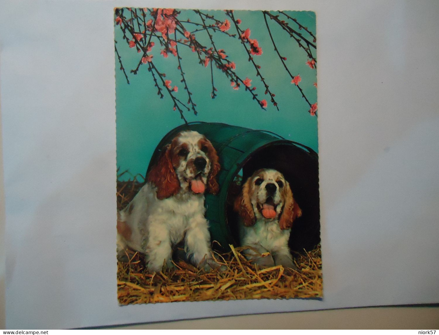 SWITZERLAND POSTCARDS  PRO INFIRMIS  1961 TWO DOGS - Other & Unclassified