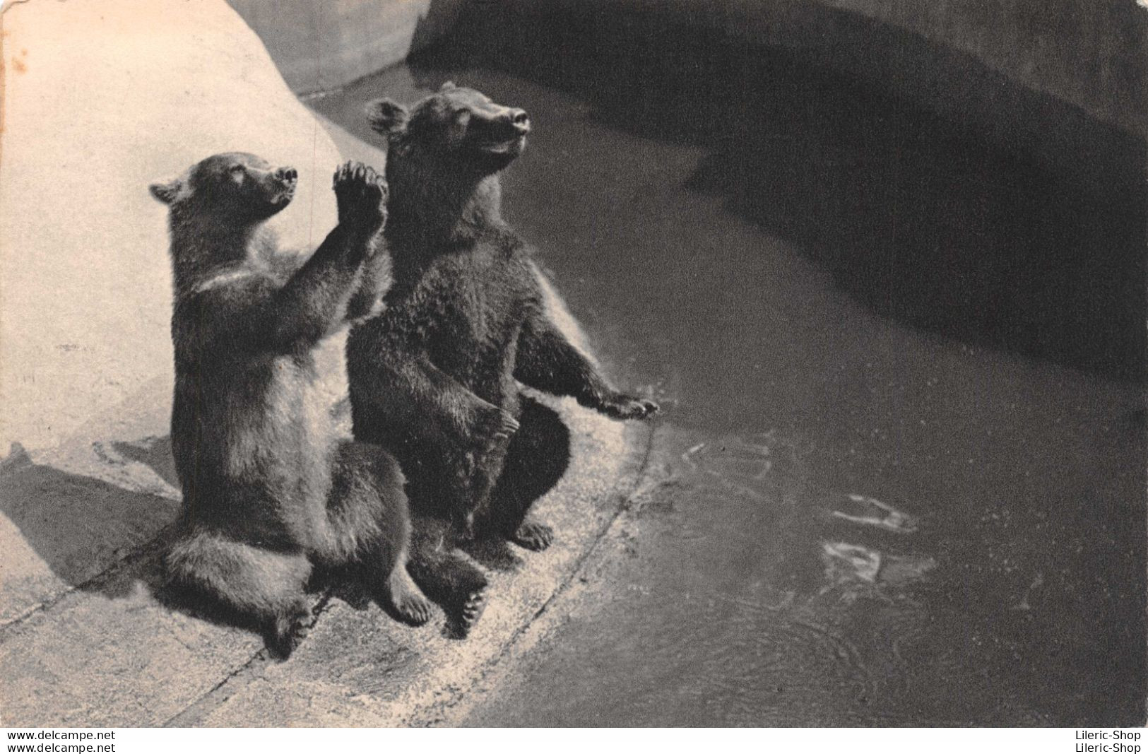 PARC ZOOLOGIQUE DU BOIS DE VINCENNES PARIS  - Un Couple D'Ours Bruns.. CPSM ±1950 ♦♦♦ - Singes